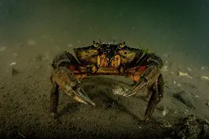 Invasive Prints: European green crab (Carcinus maenas) on the seabed