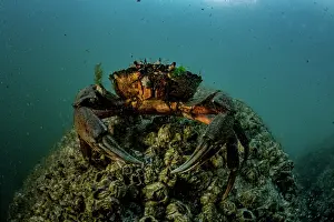 Invasive Prints: European green crab (Carcinus maenas) on the seabed