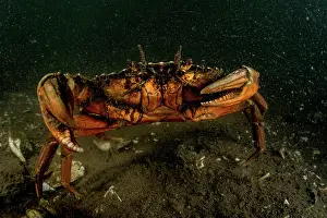 Invasive Prints: European green crab (Carcinus maenas) on the seabed