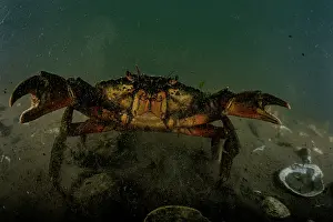 Invasive Prints: European green crab (Carcinus maenas) on the seabed