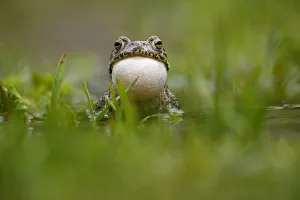 Images Dated 29th June 2008: European green toad (Bufo viridis) calling, vocal sac inflated, in a pond (at 2, 711m) Adylsu valley
