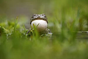 European green toad (Bufo viridis) calling, vocal sac inflated, with eyes closed