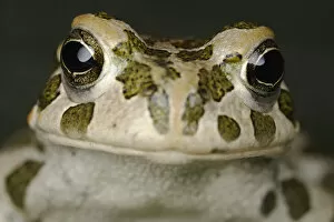 European green toad (Bufo viridis) head portrait, Stenje region, Galicica National Park