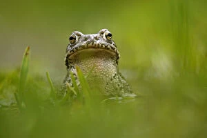 European green toad (Bufo viridis) portrait, in a pond (at 2, 711m) Adylsu valley
