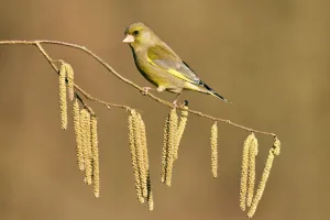 Corylus Prints: European greenfinch (Chloris chloris chloris) on branch with Hazel catkins (Corylus)