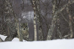 European grey wolf (Canis lupis) in snow-laden boreal birch forest, Nord-Trondelag