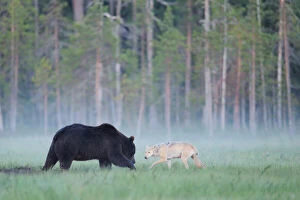 Carnivores Gallery: European grey wolf (Canis lupus) interacting with a European brown bear (Ursus arctos) Kuhmo