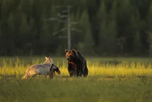 European grey wolf (Canis lupus) carrying prey interacting with a European Brown bear