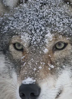 European grey wolf (Canis lupus) face portrait in snow, Tromso, Norway, captive, April
