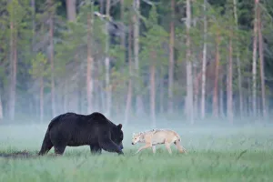 European grey wolf (Canis lupus) interacting with a European brown bear (Ursus arctos) Kuhmo