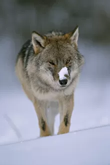 European grey wolf {Canis Lupus} released into wild, Russia