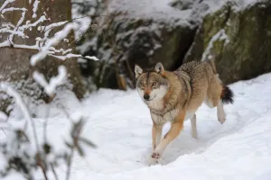 European grey wolf (Canis lupus) running in snow captive. Bayerischerwald National Park