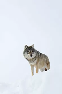 European grey wolf (Canis lupus) in snow, captive, Norway, February