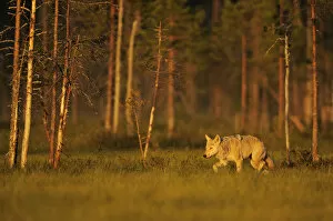 European / Grey wolf (Canis lupus) at sunset, Kuhmo, Finland, July 2009
