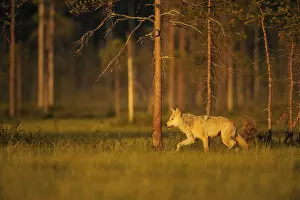 European grey wolf (Canis lupus) walking, Kuhmo, Finland, July 2009