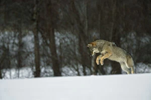 European Grey Wolf {Canislupus} hunting rodents in snow, Toropets, Russia