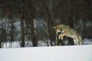 Wolves Prints: European Grey Wolf {Canislupus} hunting rodents in snow, Toropets, Russia