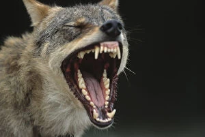Images Dated 4th July 2005: European Grey Wolf male yawning {Canis lupus} captive, Transsylvania, Romania