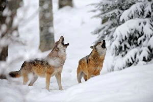 Germany Gallery: Two European grey wolves (Canis lupus) howling in winter landscape, captive