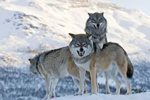 Images Dated 6th February 2013: Three European grey wolves (Canis lupus), captive, Norway, February