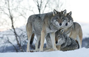 Images Dated 6th February 2013: Two European grey wolves (Canis lupus), captive, Norway, February