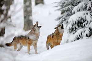 Two European grey wolves (Canis lupus) howling in winter landscape, captive