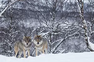 Two European grey wolves (Canis lupus) in woodland, captive, Norway, February