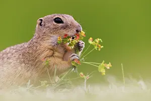 Spring Prints: European ground squirrel (Spermophilus citellus) feeding on flowers in grassland