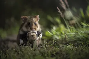 European hamster (Cricetus cricetus), mother carrying baby in grass, captive European hamster (Cricetus cricetus), mother carrying baby in grass, captive