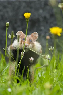 Austria Prints: European hamster (Cricetus cricetus) feeding on plantain, Vienna, Austria