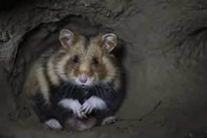European hamster (Cricetus cricetus) male, in underground burrow, captive European hamster (Cricetus cricetus) male, in underground burrow, captive