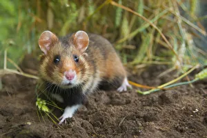European hamster (Cricetus cricetus) in a ripe wheat field, Limburg, The Netherlands