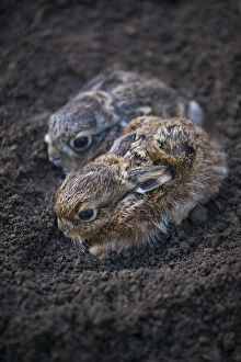 European hare (Lepus europaeus), two leverets crouched in soil. Navarra, Spain. August