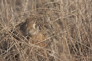 European hare (Lepus europaeus) camouflaged in field, Slovakia