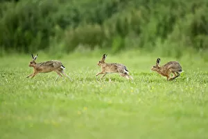 Images Dated 9th June 2012: Three European Hare (Lepus europaeus) chasing, a courtship behaviour. Wales, UK, June