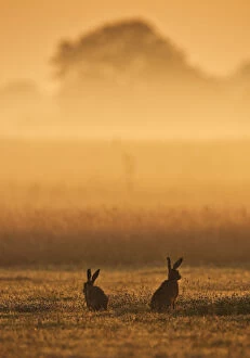 Images Dated 25th July 2012: European Hare (Lepus europaeus) courting pair in grassland at dawn. Wales, UK, July