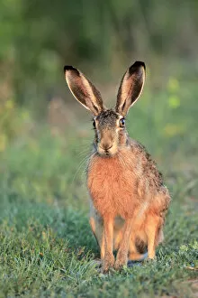 Animal Ears Gallery: European hare (Lepus europaeus), Danube Delta, Romania. July