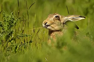 Images Dated 25th May 2012: European Hare (Lepus europaeus) feeding on grass. Wales, UK, May
