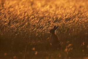 Images Dated 2nd August 2012: European Hare (Lepus europaeus) in field grasses with dusk light. Wales, UK, August