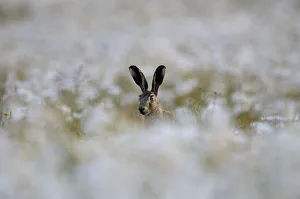 European hare (Lepus europaeus) in field of Ox-eye daisies (Leucanthemum vulgare) Norfolk
