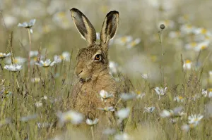 European hare (Lepus europaeus) in field of Ox-eye daisies (Leucanthemum vulgare) Norfolk