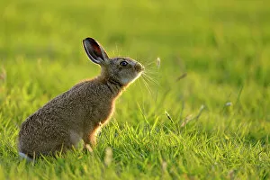 Images Dated 20th June 2012: European Hare (Lepus europaeus) leveret in field. UK, Wales, June