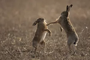 European hare (Lepus europaeus) mating pair boxing in field, Slovakia