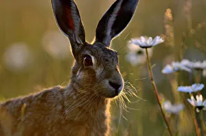 European hare (Lepus europaeus) with Ox-eye daisies (Leucanthemum vulgare), Norfolk