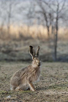 European hare (Lepus europaeus) portrait, central Finland, April