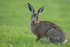 European Hare (Lepus europaeus) portrait. Wales, UK, August