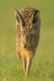 Images Dated 25th July 2012: European Hare (Lepus europaeus) running. Wales, UK, July