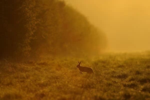European hare (Lepus europaeus) running across game cover on edge of large arable field at dawn
