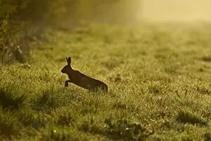 European hare (Lepus europaeus) running across game cover on edge of large arable field