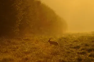Lagomorphs Prints: European hare (Lepus europaeus) running across game cover on edge of large arable field at dawn